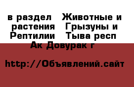  в раздел : Животные и растения » Грызуны и Рептилии . Тыва респ.,Ак-Довурак г.